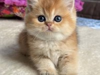 Golden british shorthair