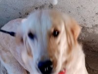 Golden 8 aylık