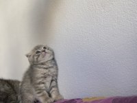 Top kafa scottish fold yavrularımız
