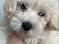 Yavru köpeğimize yeni yuva