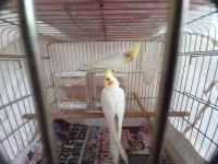 Albino Lutino karışımlı yavrular(MELEZ)