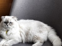 British longhair sakız kızımız ilk gelen alır