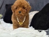 A kalite toy poodle yavrularım