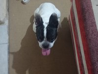 Fransız bulldog