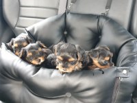 Yorkshire Terrier Tea