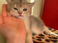 SAFKAN BRİTİSH SHORTHAİR BLUEGOLDEN YAVRU