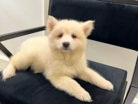 2 buçuk aylık A kalite Samoyed Yavru
