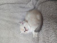 İki dişi british shorthair