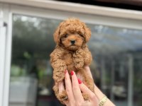 Kore Red Toy Poodle