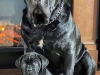 Orjinal Safkan Garantili Dev Cane Corso Yavruları