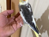 39 GÜNLÜK KUSURSUZ PİED BEBEK SULTAN PAPAĞANI