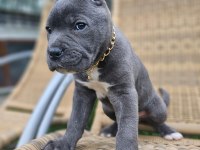 En iyisi yine bizde mükemmel cane corso yavrular