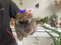 4 AYLIK YAVRU POMERANİAN BOO