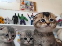 Scottish fold ve british yavru kediler