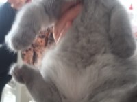 British shorthair güzel kızımız