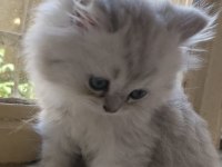 2.5 aylık british longhair yavrular yeni yuvasını bekliyor