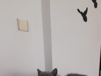 Denizli scottish fold yavrularım