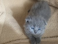 2 TANE 2 AYLIK KIRIK KULAK YAVRU KEDİMİZ