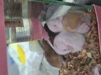 Hamster Yavruları