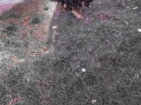 4 aylık disi aşılı karneli alman çoban köpeği yavru