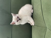 Sahiplenilmeye hazır yavru kedi sağlıklı