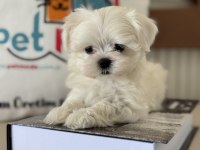 Tea cup kore kan maltese petmode de ziyarete açık