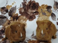 Guinea pigler