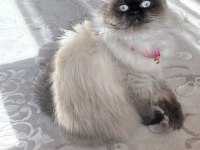 Sevimli Uysal Scottish Fold Kedim