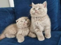 A Kalite British Shorthair Yavruları