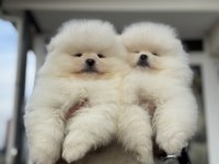 Petmode köpek çiftliğinde ziyarete açık pomeranian