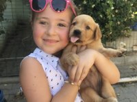 Ciftlikten golden retreiwer yavrular