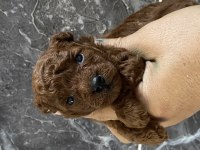 Orjinal minyatür toy poodle bebekler