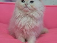 Kalite isteyene golden point dişi scottish fold