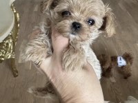 Tr De Tek Micro Teacup Maltipoo Yavrusu