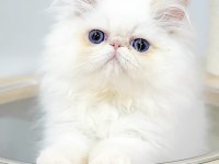 Mini maviş iran kedisi