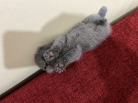 Scottish fold yavru kedimiz