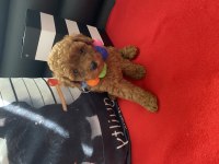 Tüy Dökmeyen Irk Poodle