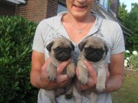 Üst segment güzeler güzeli Pug Mops