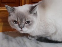 ADANADAN FULL SAĞLIKLI BRİTİSH VE SCOTTİSH 1 VE 2 YAŞ
