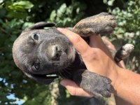 TİGER (KAPLAN DESENLİ) VE SİYAH PANTER CANE CORSO