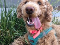 8 aylık ev köpeği hera