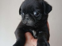 Irk Ve Sağlık Garantili Pug Köpekler