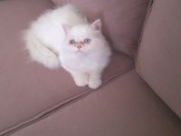 Kar Topu İran Kedisi Oğlum