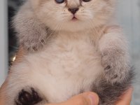 British Shorthair Kedisi