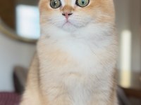 BRITISH GOLDEN SHORTHAIR