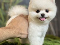 POMERANİAN BOO KARDEŞLER