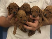 Erkek dişi Bebek suratlı Küçük boy Poodle