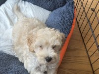 3 Aylık Yavru Maltipoo