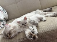 Dişi british shorthair 2 aylık kedi