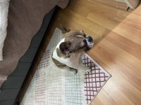 7 aylık dişi french bulldog